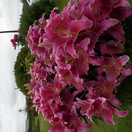 Bossiney House Hotel 廷塔杰尔 外观 照片
