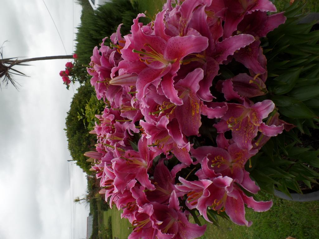 Bossiney House Hotel 廷塔杰尔 外观 照片